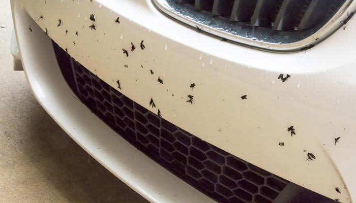 Win The War Against Bug Splatter with GTECHNIQ’s W8 Bug Remover Spray